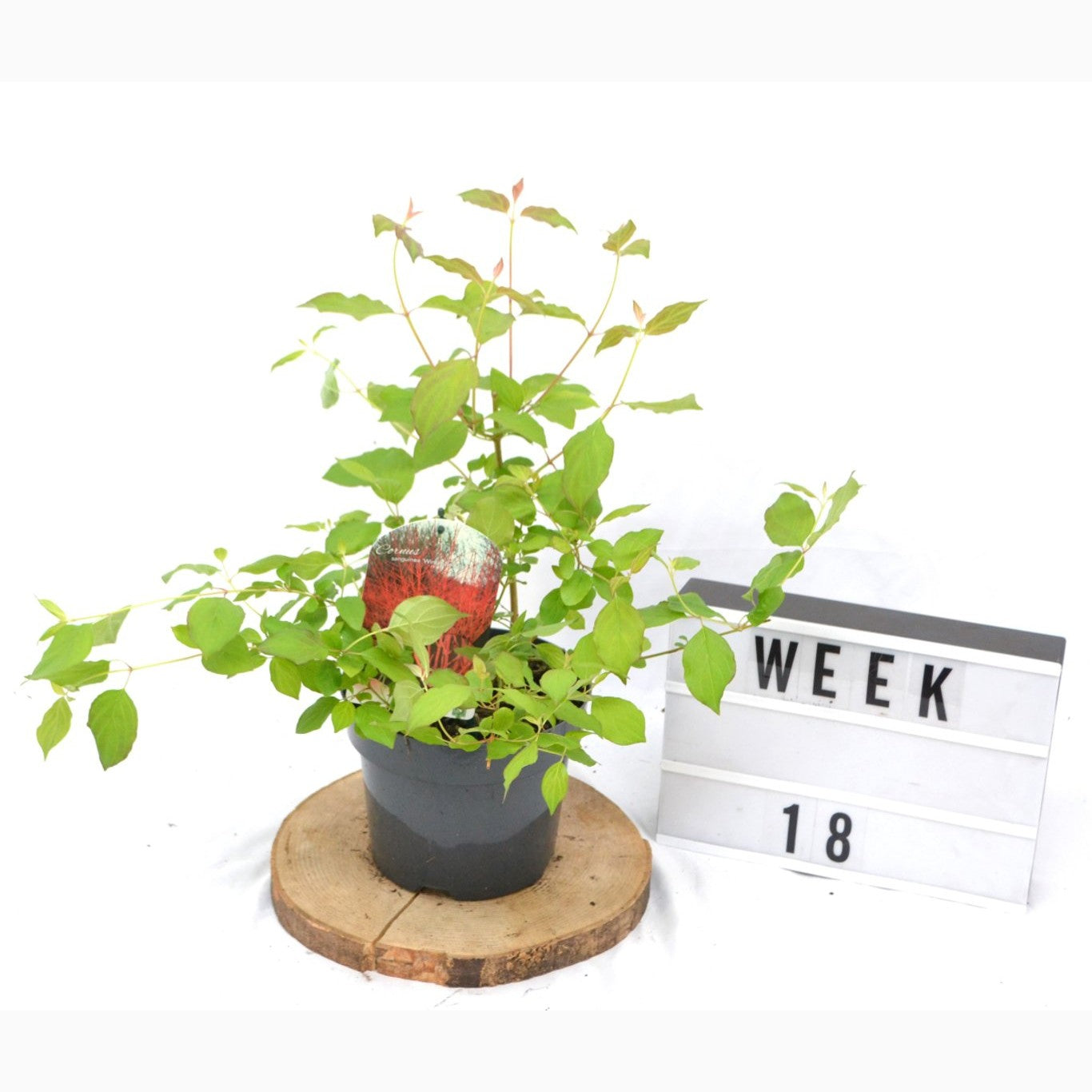 Kornell – Cornus sanguinea 'Winter Beauty' - C3 20-40 CM